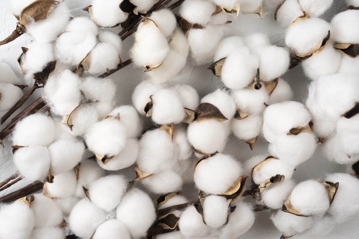 Cotton Falling on Tuesday | Nasdaq