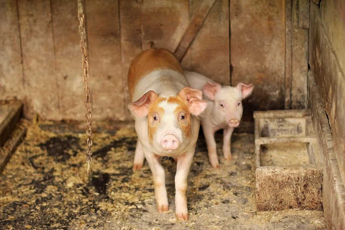 Hogs Posting Strength on Friday