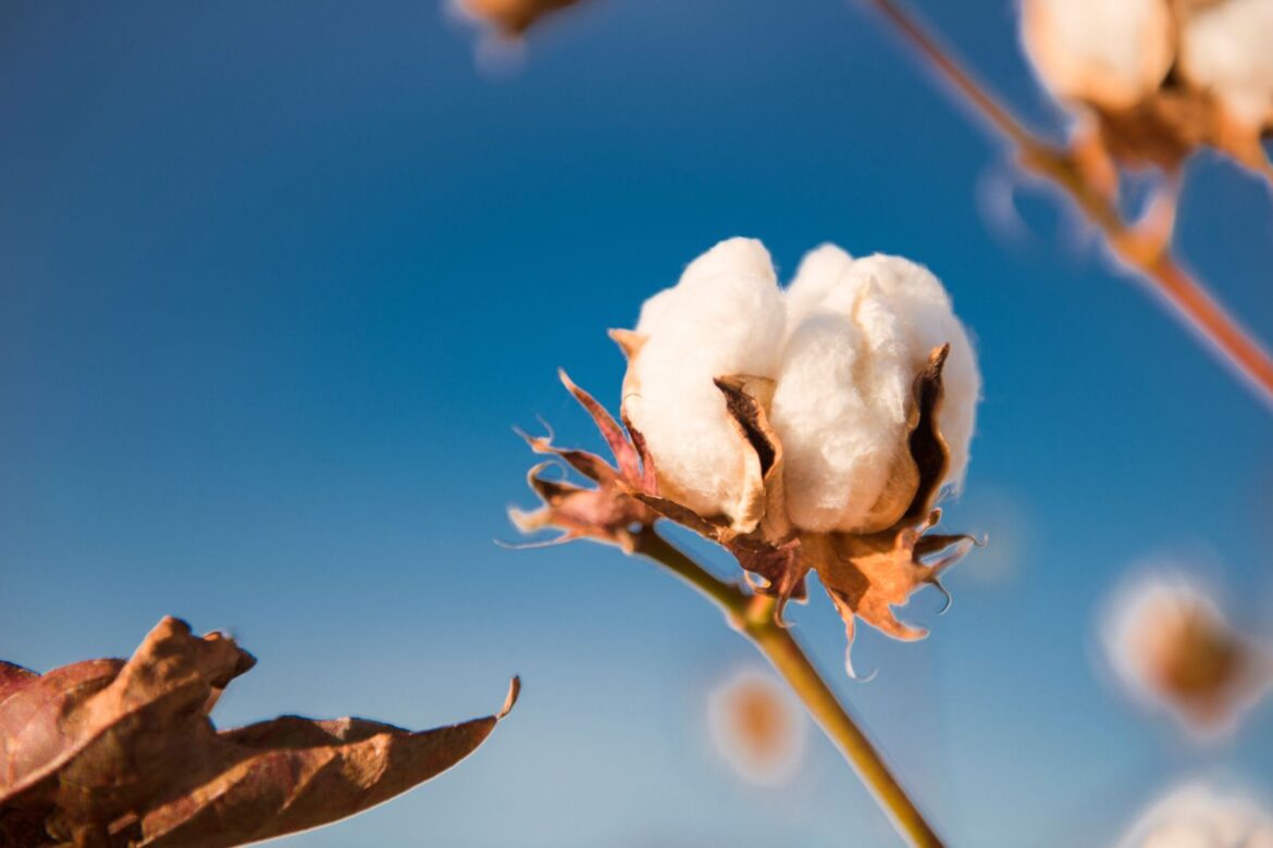 Cotton Facing Friday Weakness | Nasdaq