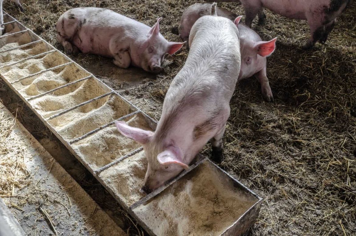 Hogs Rally into the Weekend