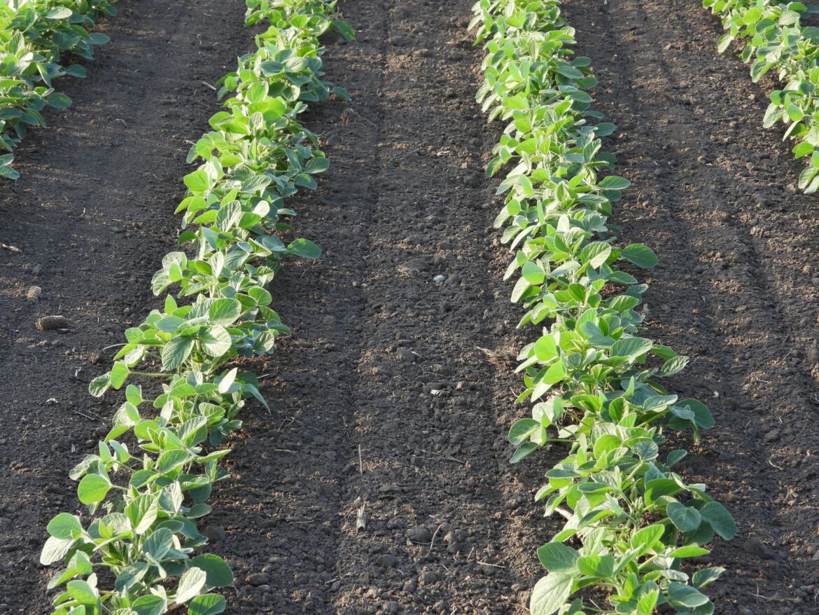 Soybeans Slipping on Tuesday Morning