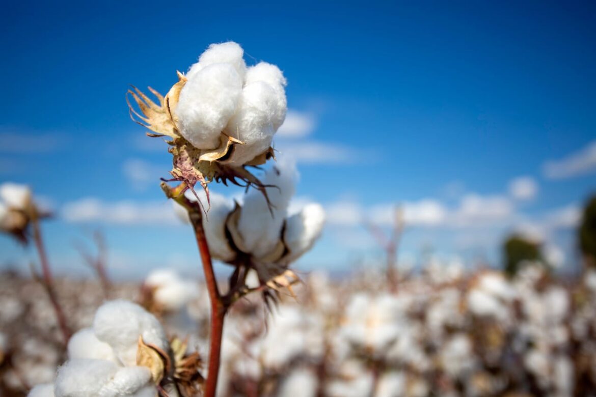 Cotton Falling the 4 Cent Limit on Tuesday